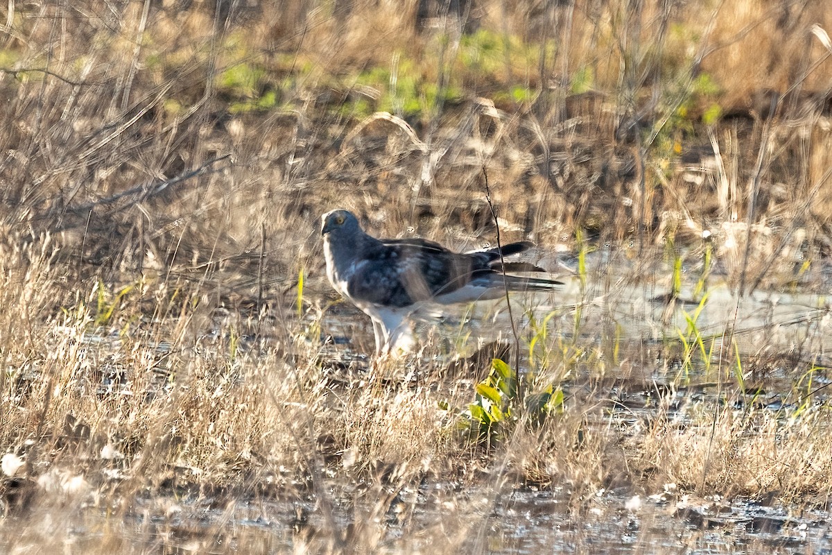 Northern Harrier - ML641408173