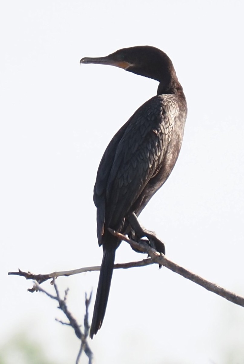 Neotropic Cormorant - ML641408174