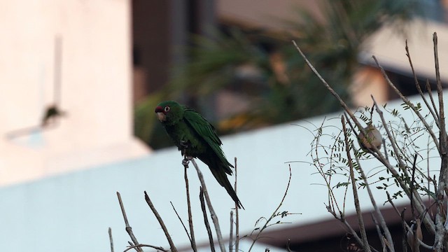 Mitred Parakeet - ML641408182