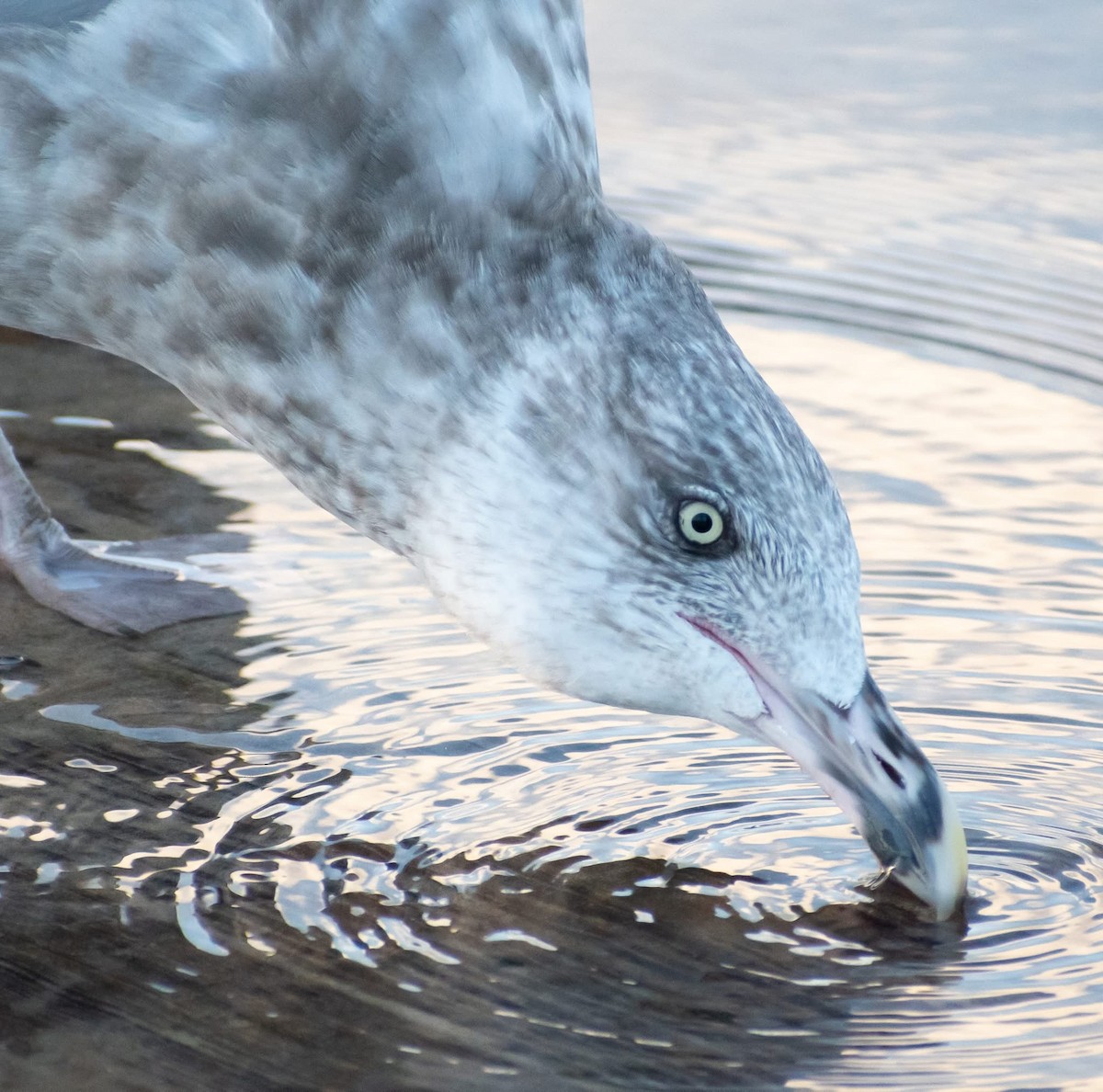 American Herring Gull - ML641408189