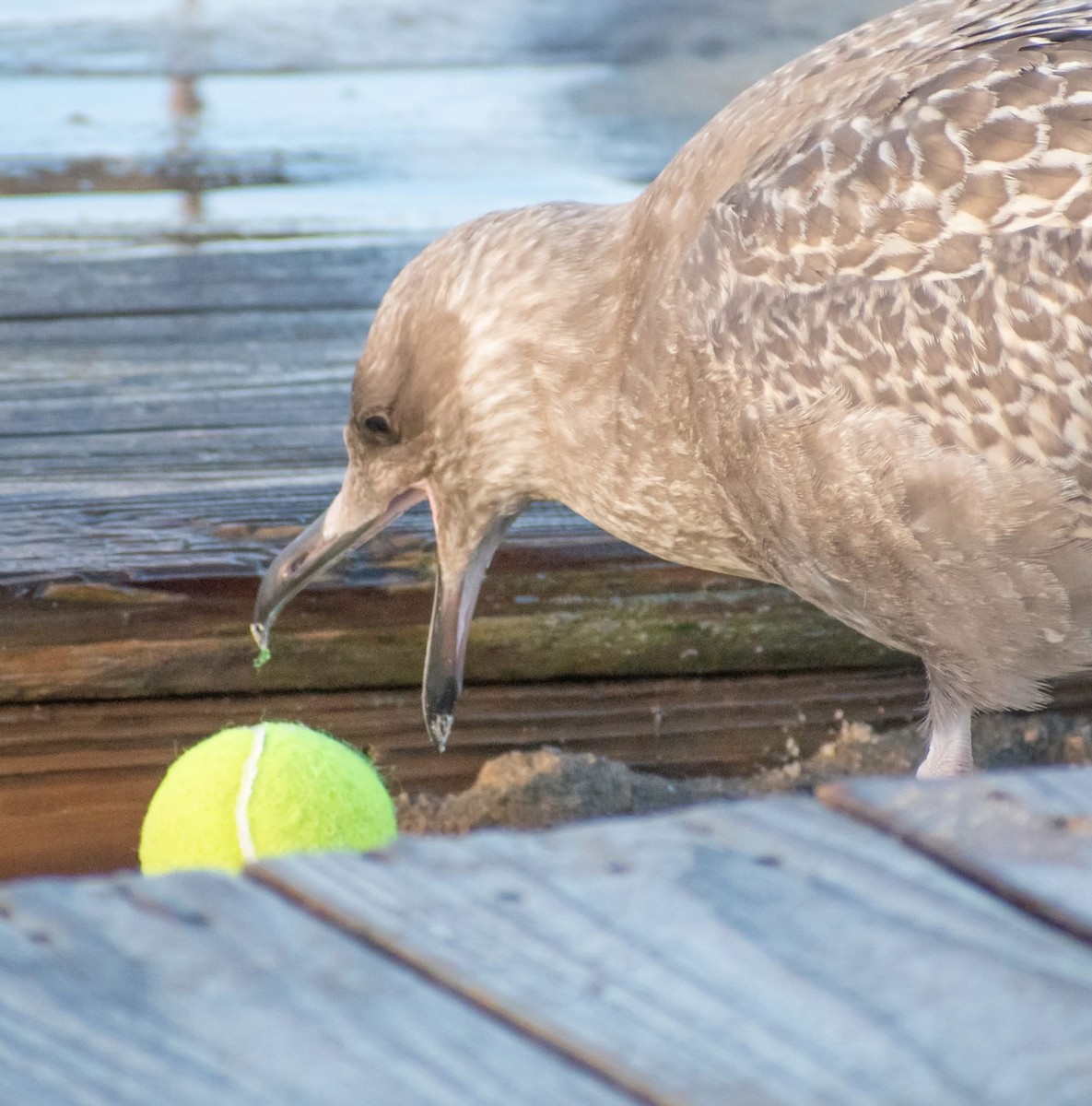 American Herring Gull - ML641408192