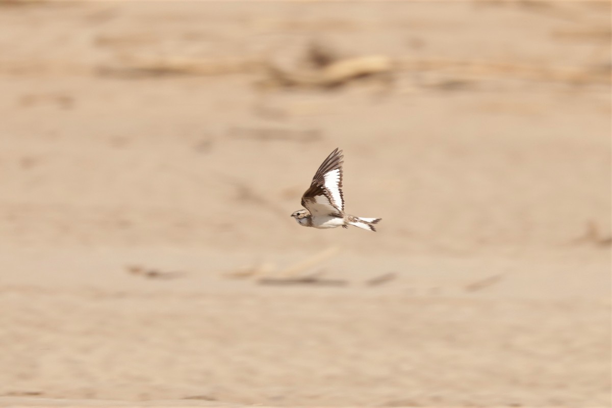 Sand-colored Nighthawk - ML641408198