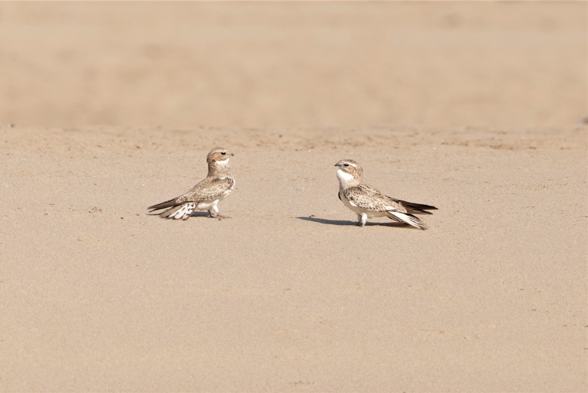 Sand-colored Nighthawk - ML641408199