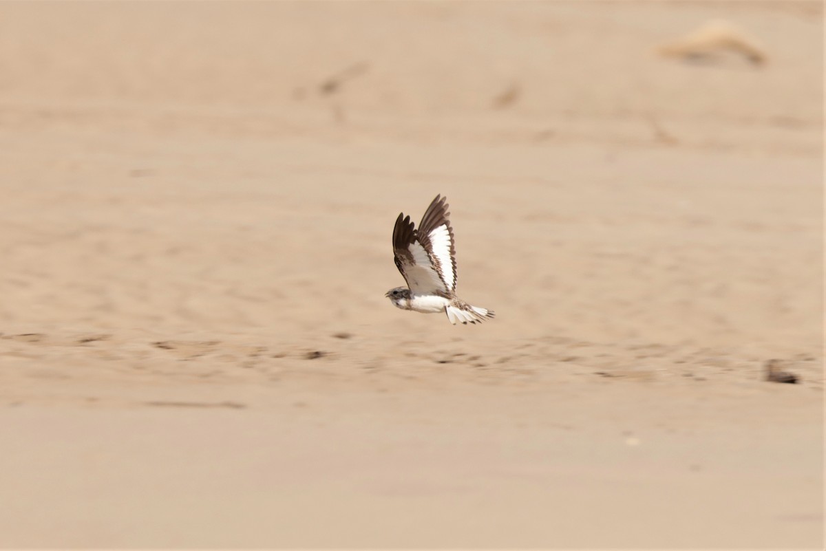 Sand-colored Nighthawk - ML641408200