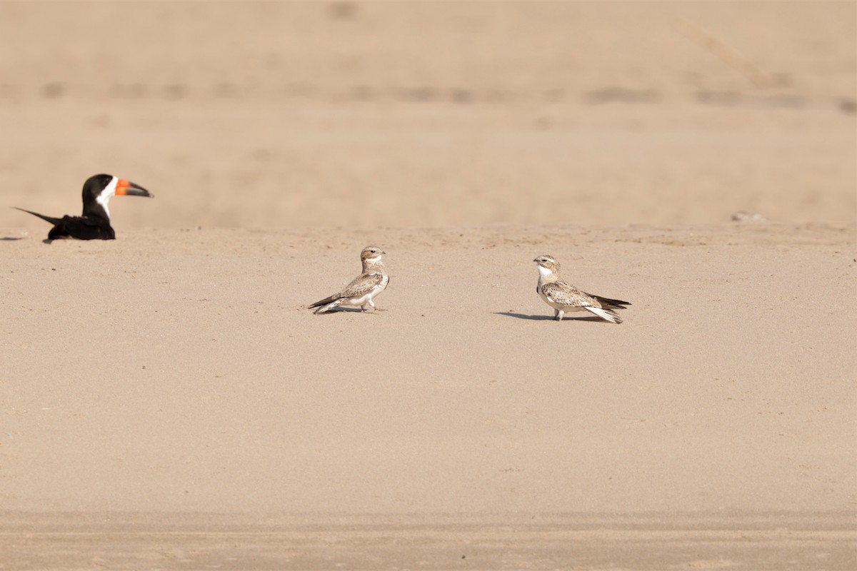 Sand-colored Nighthawk - ML641408201