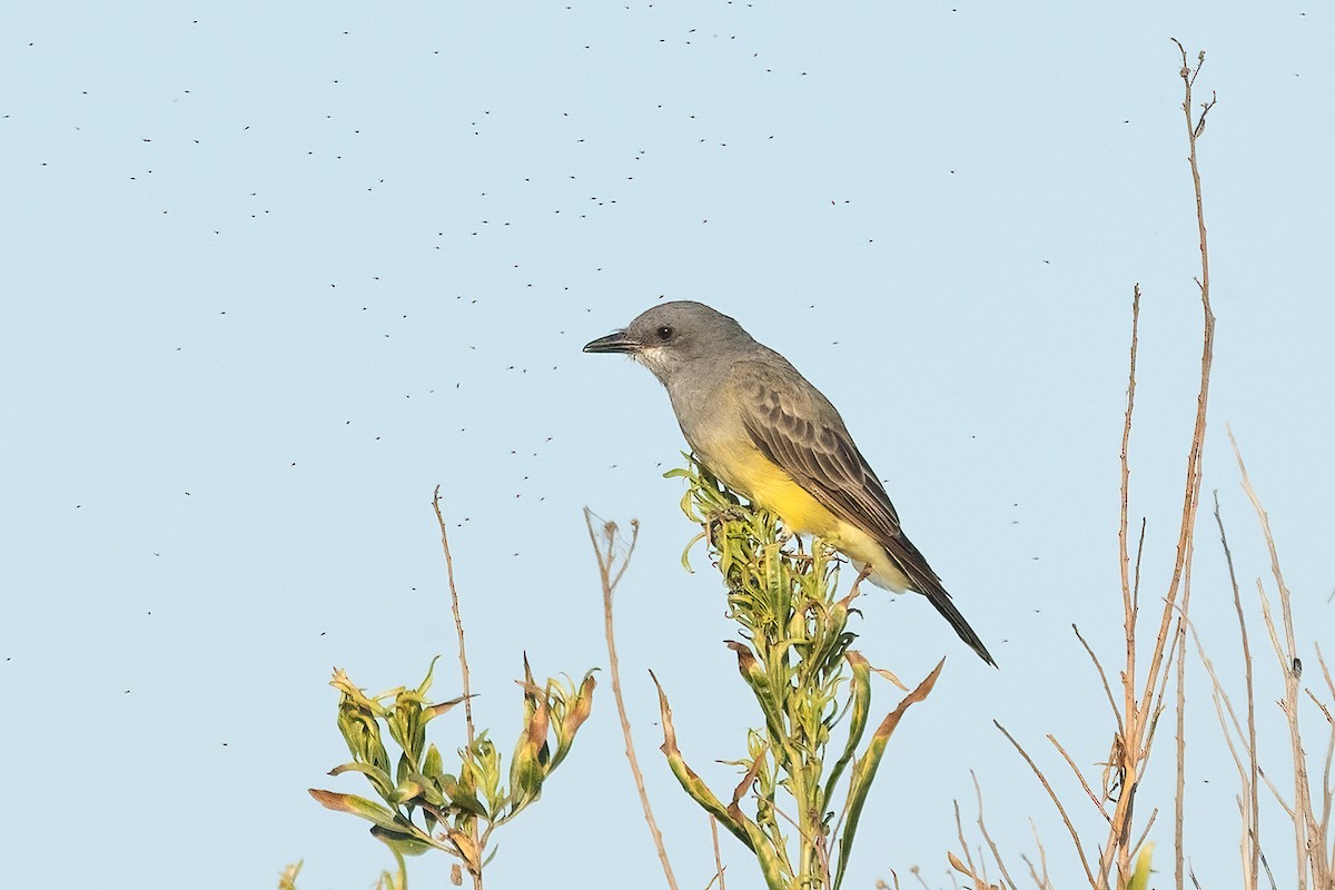 Cassin's Kingbird - ML641408204