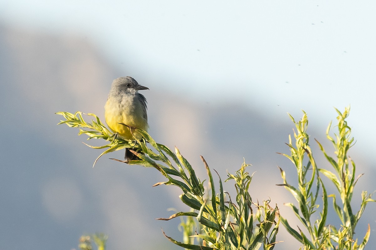 Cassin's Kingbird - ML641408205