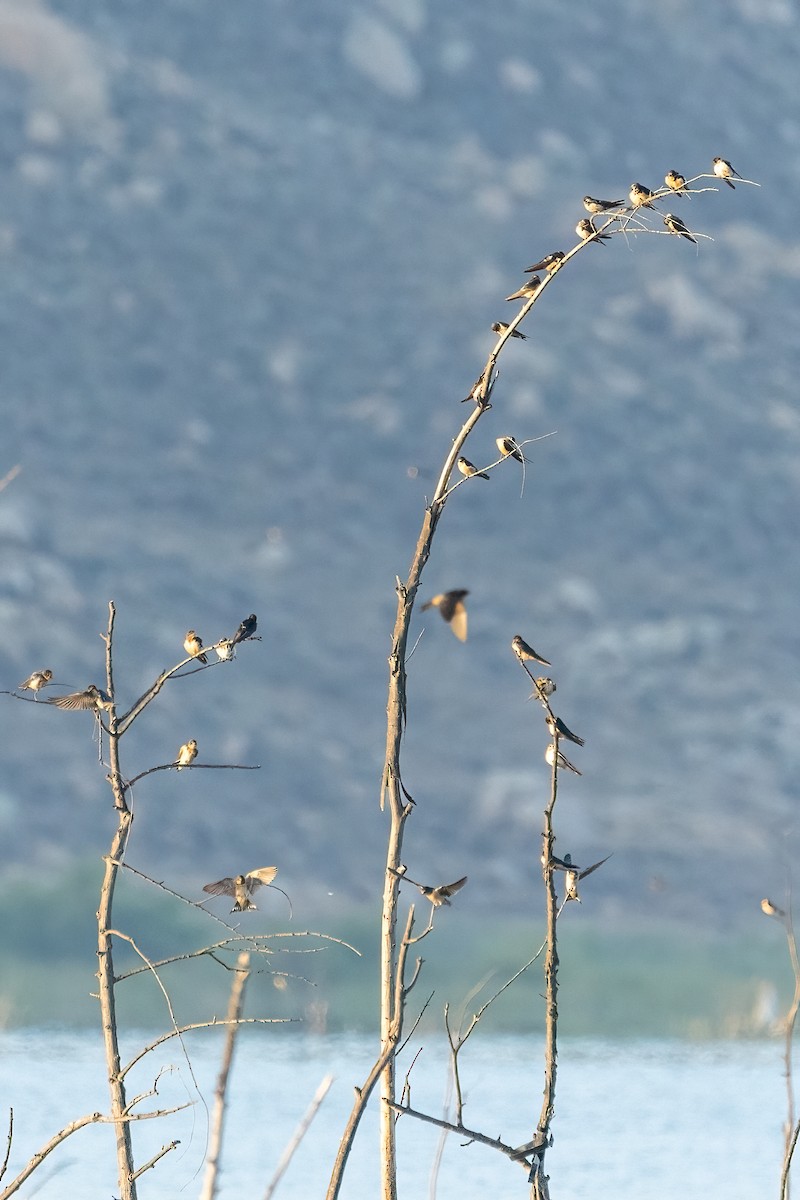 Barn Swallow - ML641408222