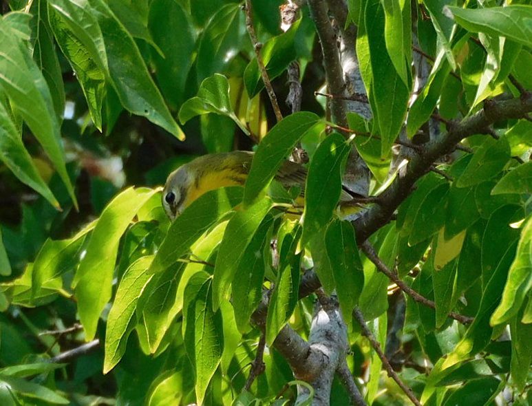 Prairie Warbler - ML641408223
