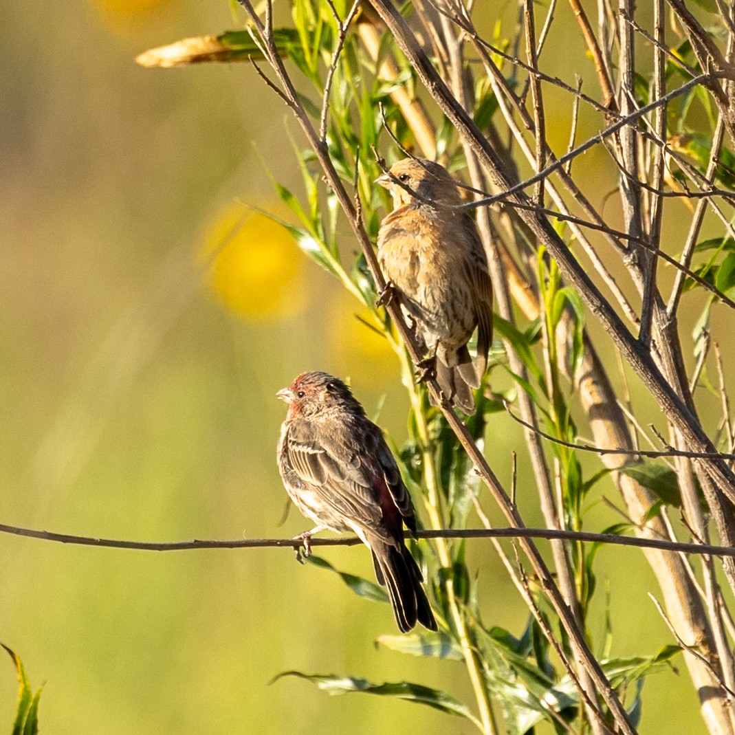 House Finch - ML641408232