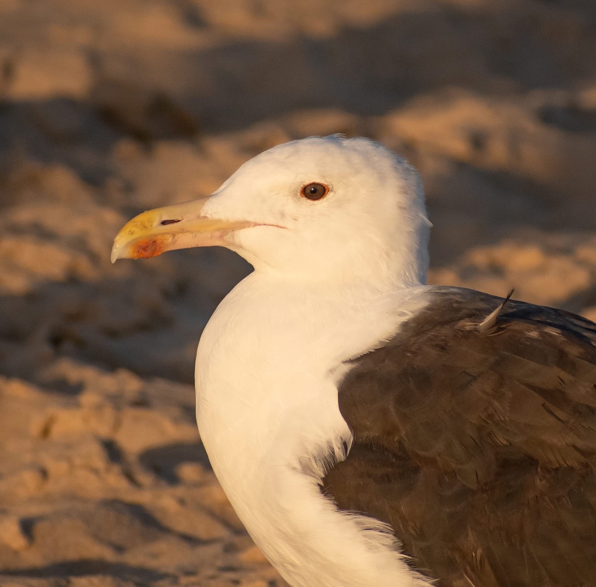 Great Black-backed Gull - ML641408246
