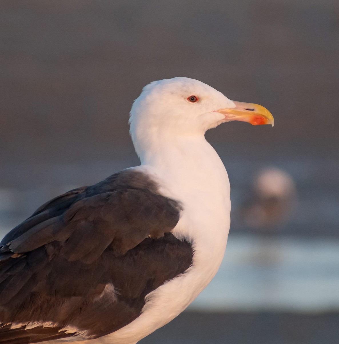 Great Black-backed Gull - ML641408247