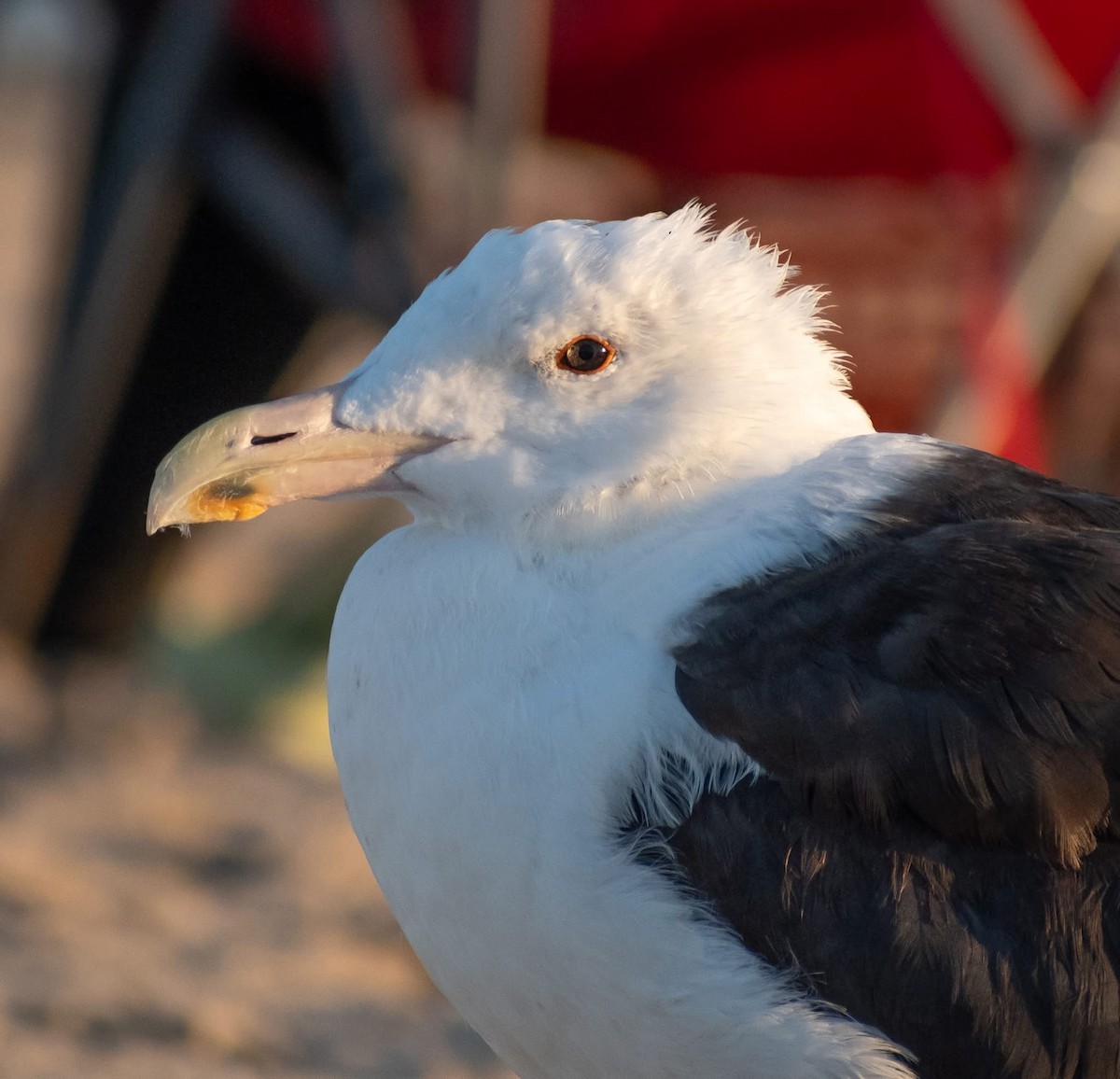 Great Black-backed Gull - ML641408248