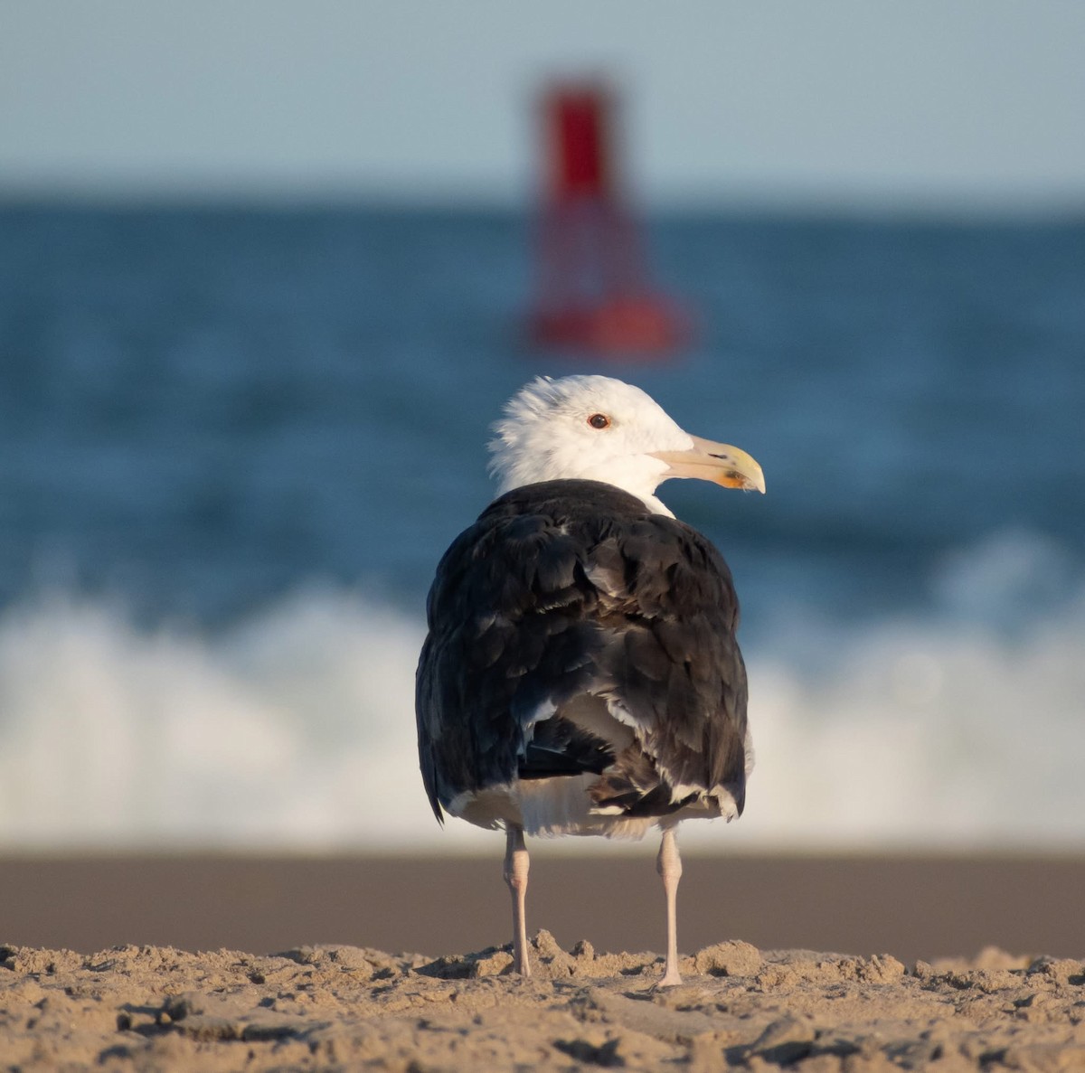 Great Black-backed Gull - ML641408249