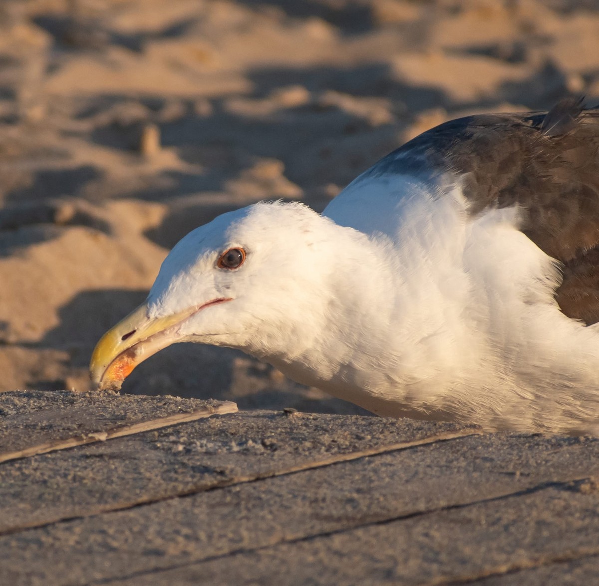 Great Black-backed Gull - ML641408250