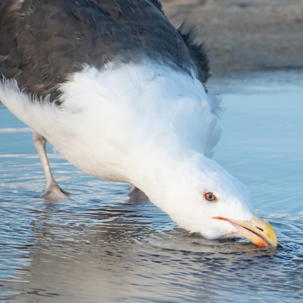 Great Black-backed Gull - ML641408251