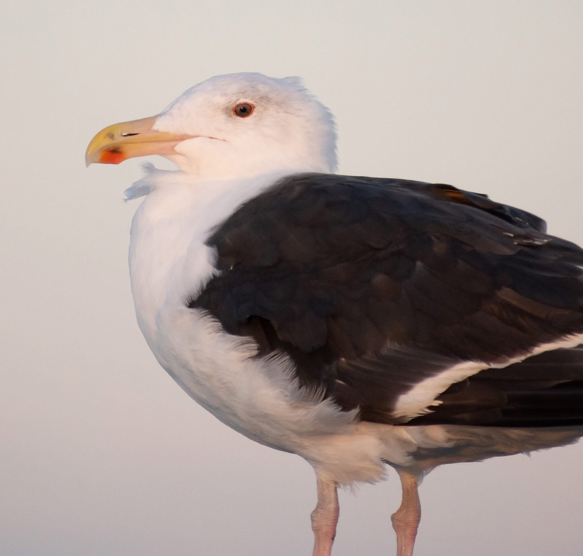 Great Black-backed Gull - ML641408252