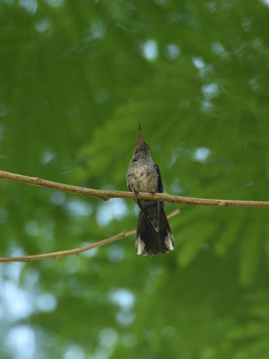 Scaly-breasted Hummingbird - ML641408259