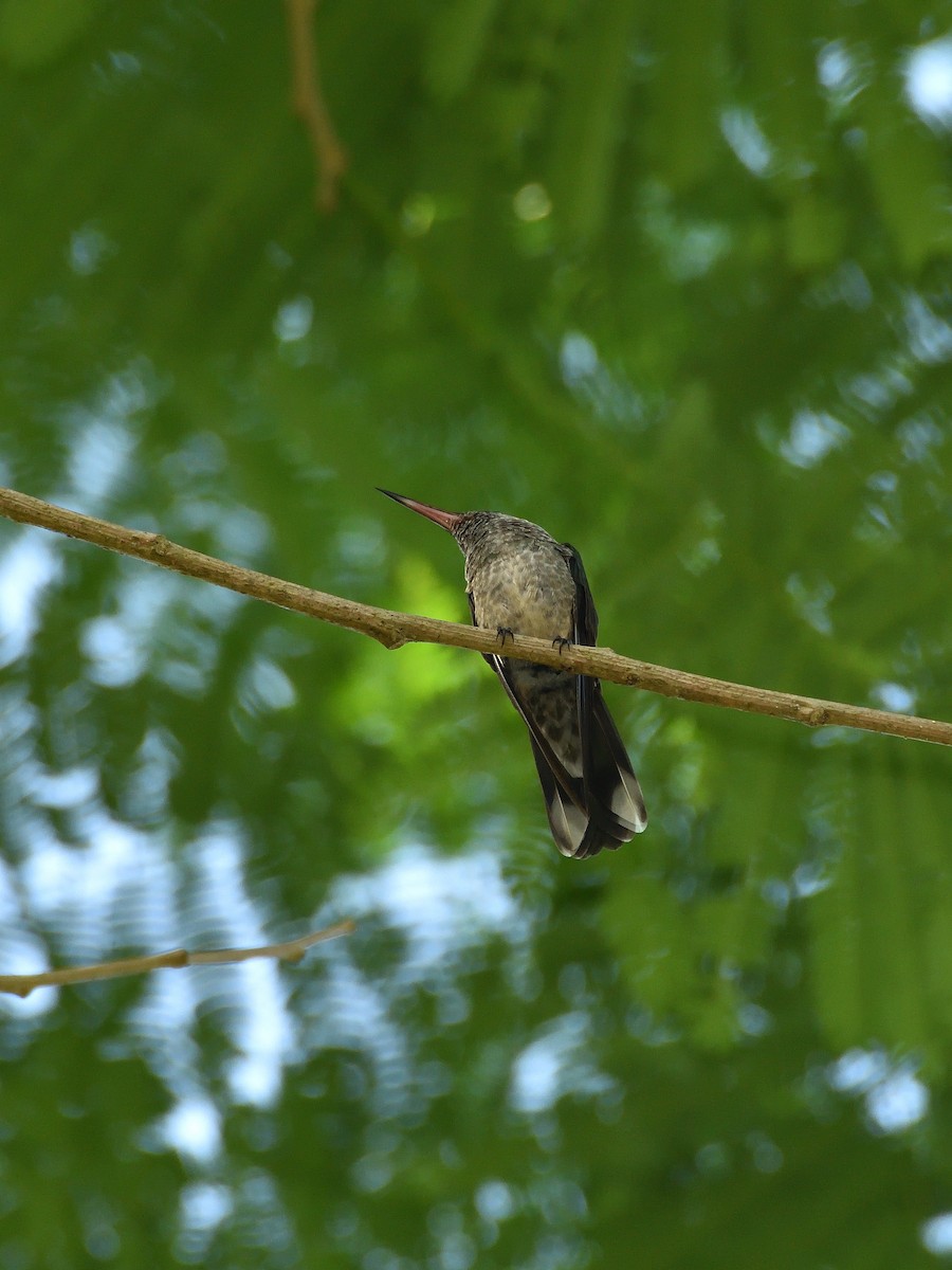 Scaly-breasted Hummingbird - ML641408260