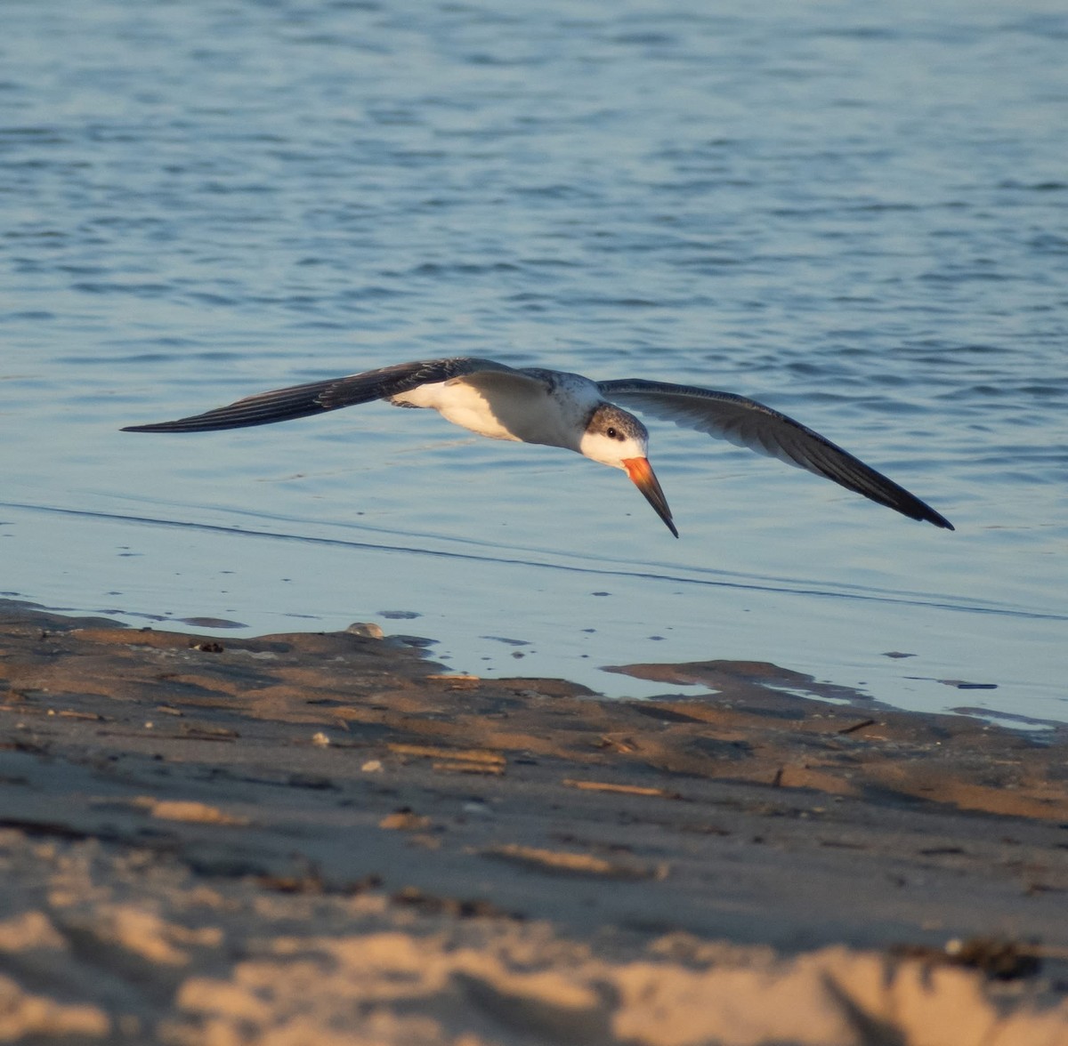 Black Skimmer - ML641408284