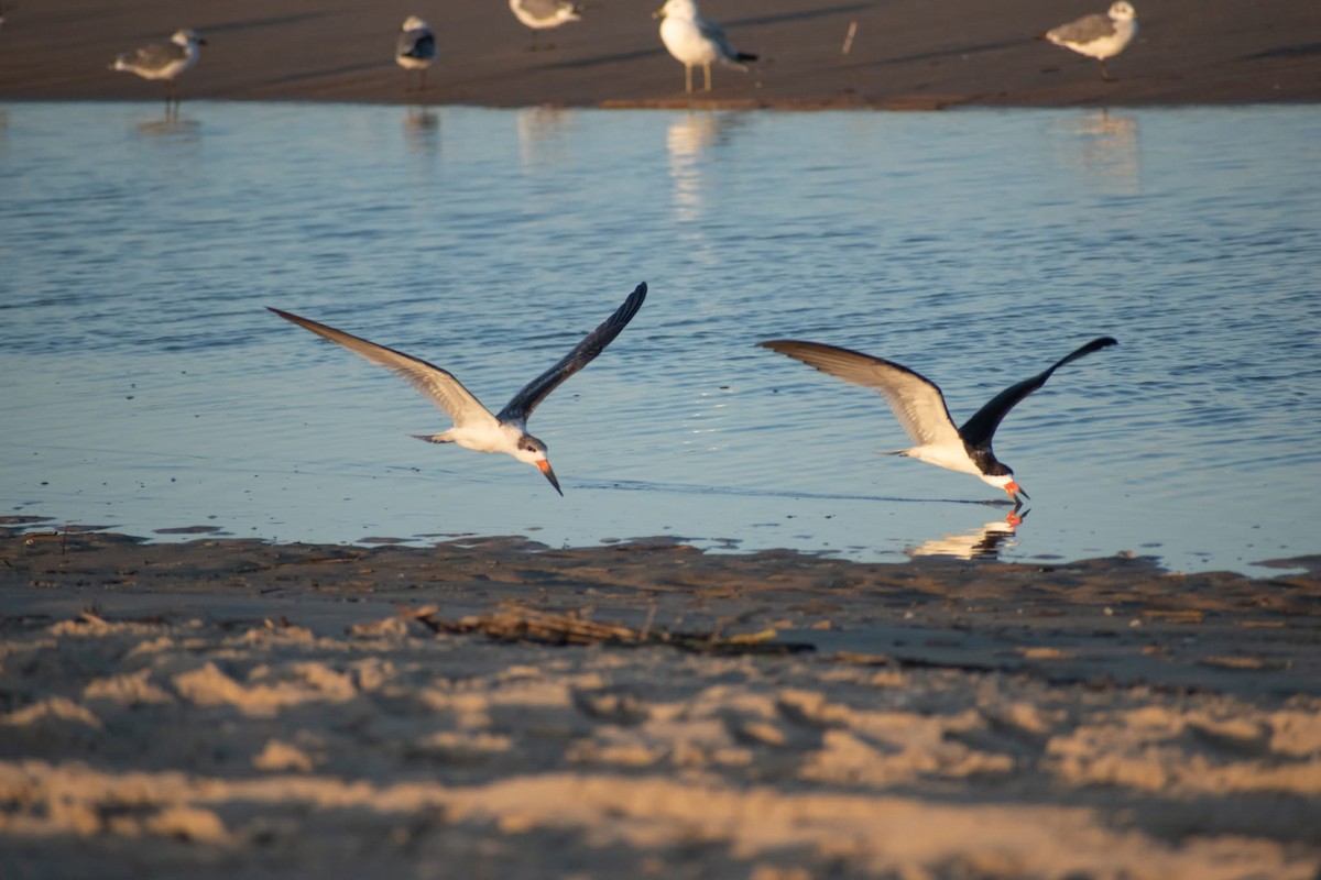 Black Skimmer - ML641408285