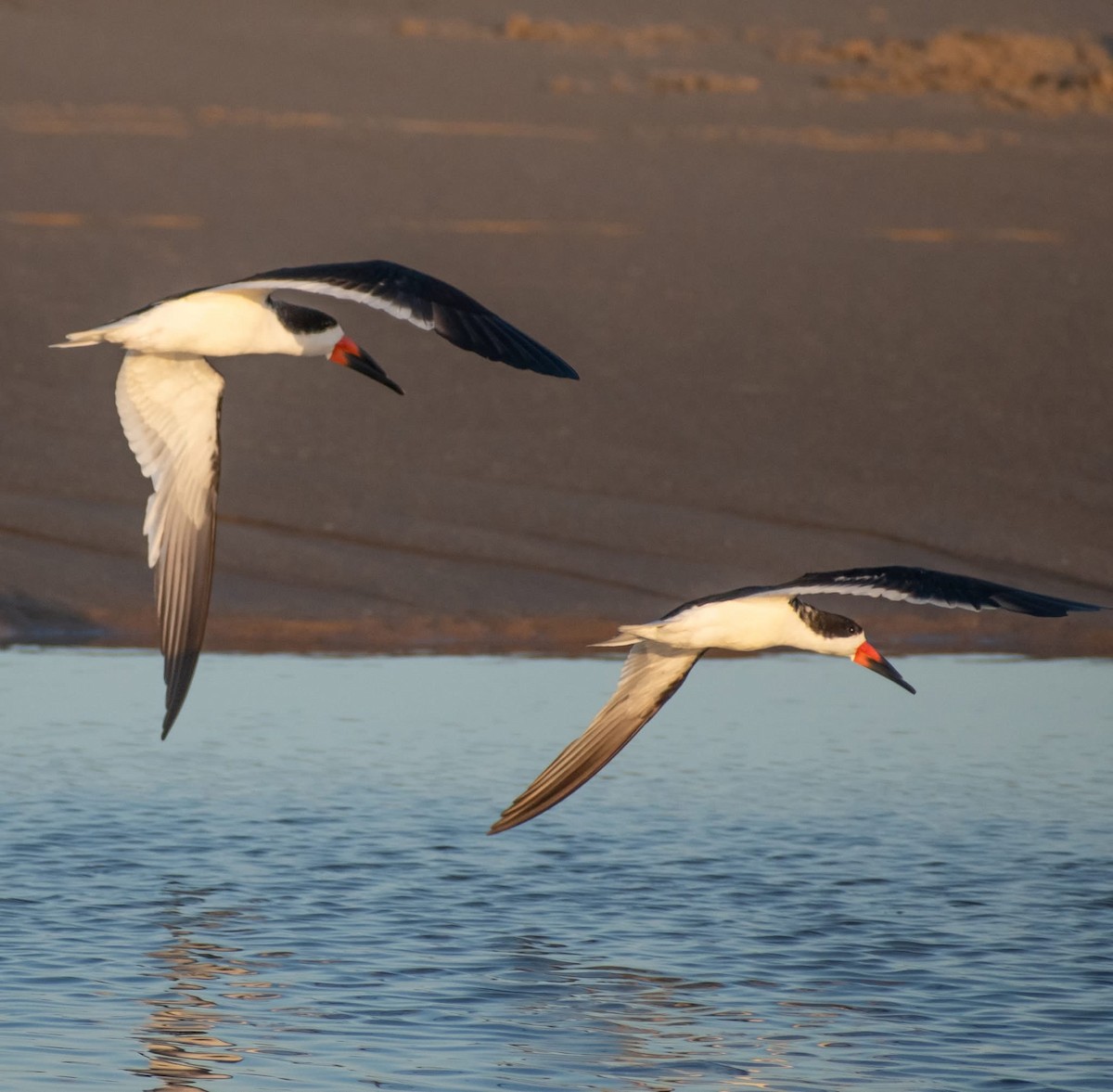 Black Skimmer - ML641408286