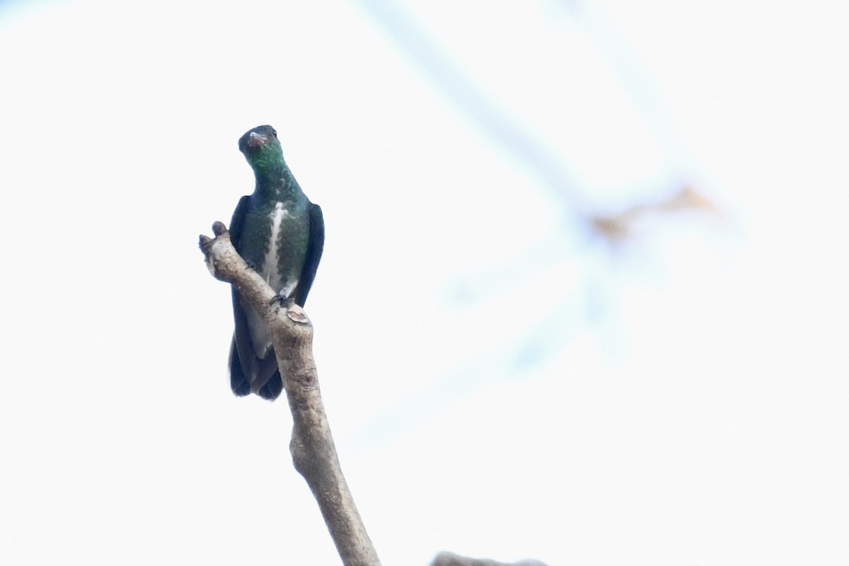 Glittering-throated Emerald - ML641408287
