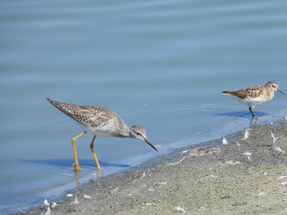 Lesser Yellowlegs - ML641408293