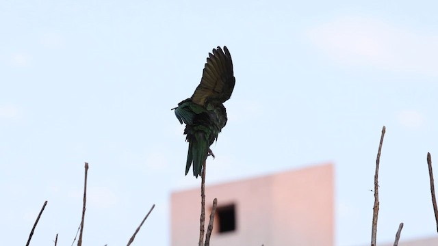 Mitred Parakeet - ML641408305