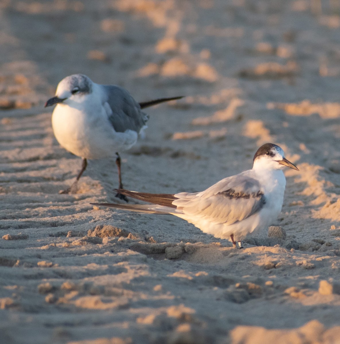 Common Tern - ML641408307