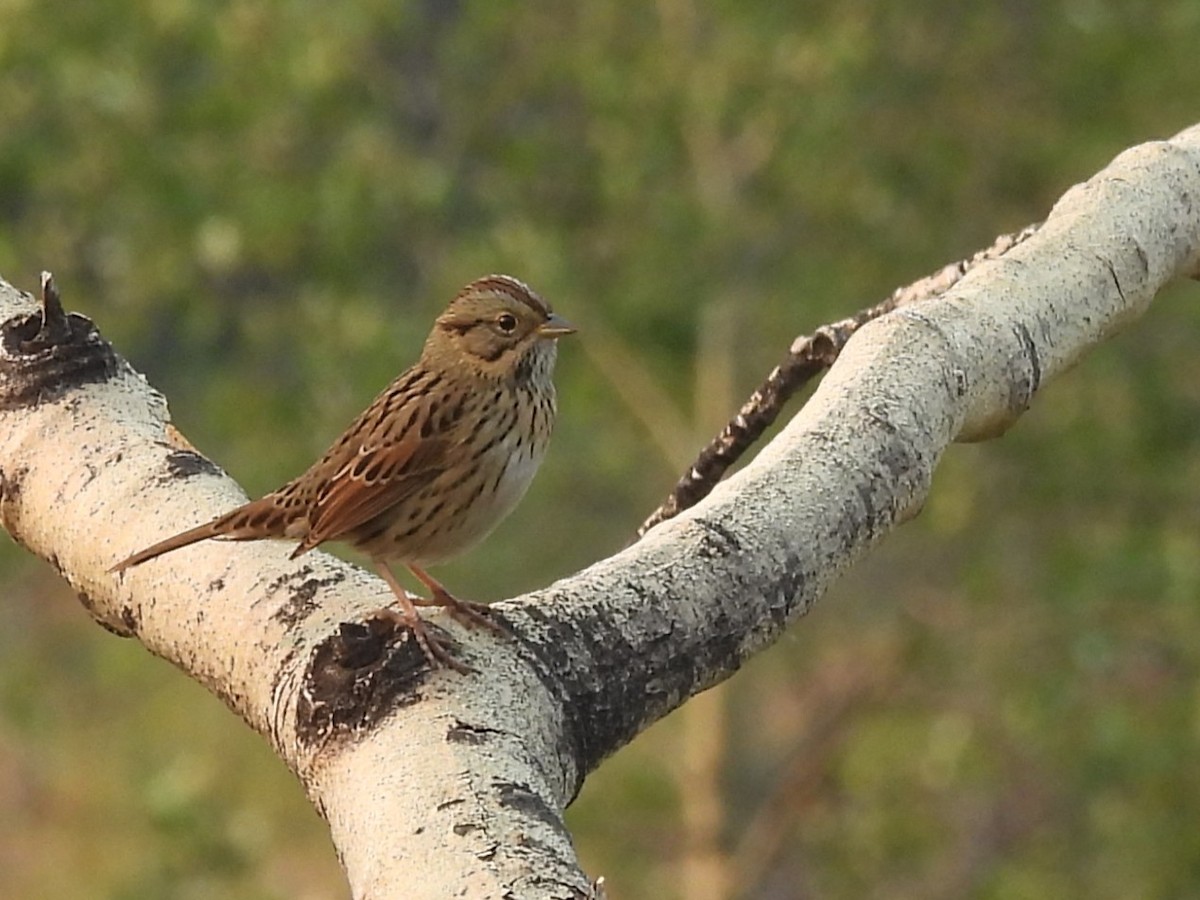 Lincoln's Sparrow - ML641408310