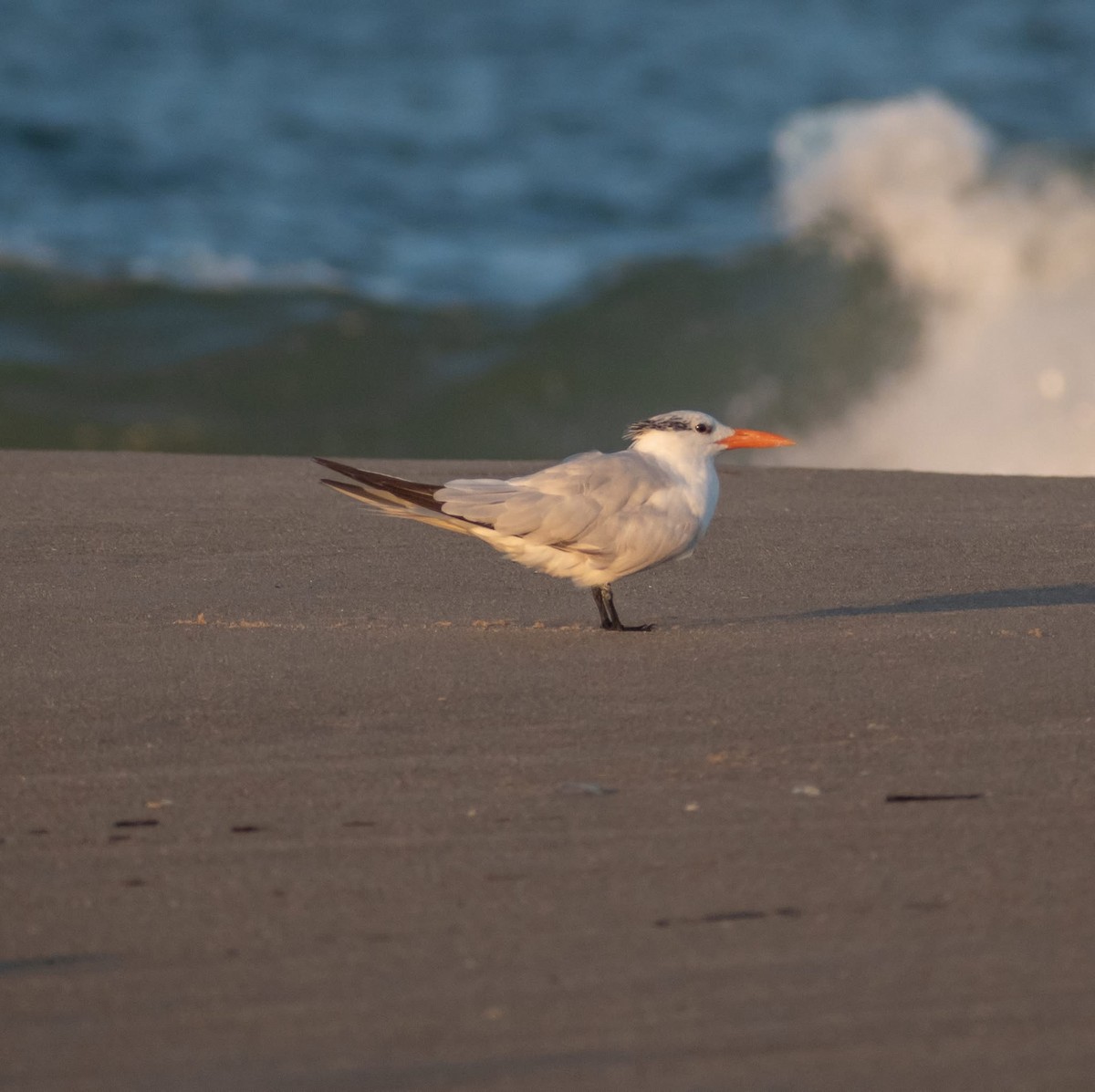 Royal Tern - ML641408317