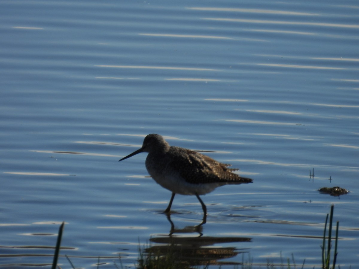 Greater Yellowlegs - ML641408334