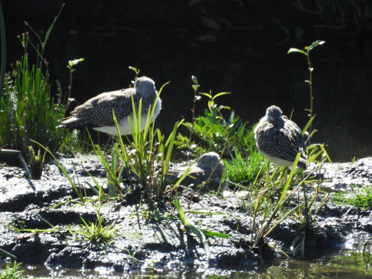 Greater Yellowlegs - ML641408335
