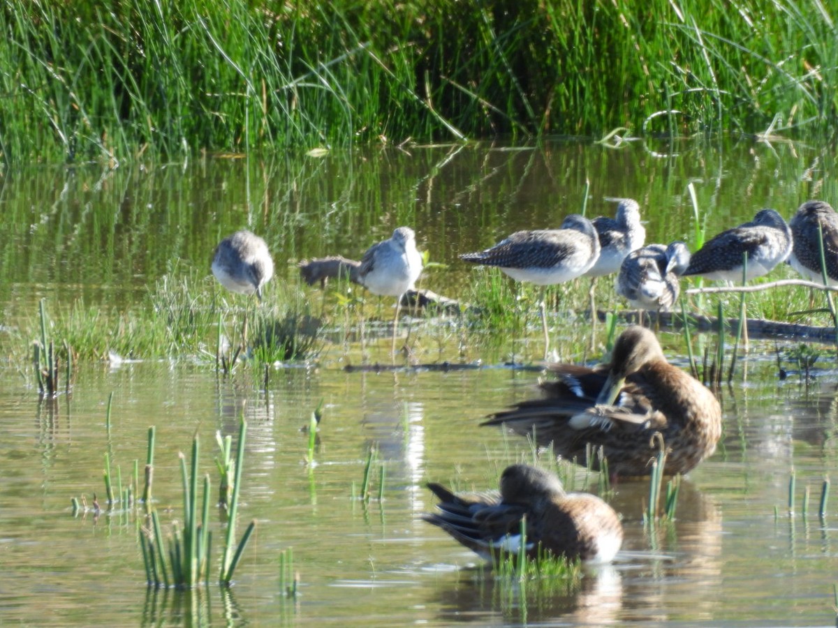 Greater Yellowlegs - ML641408336