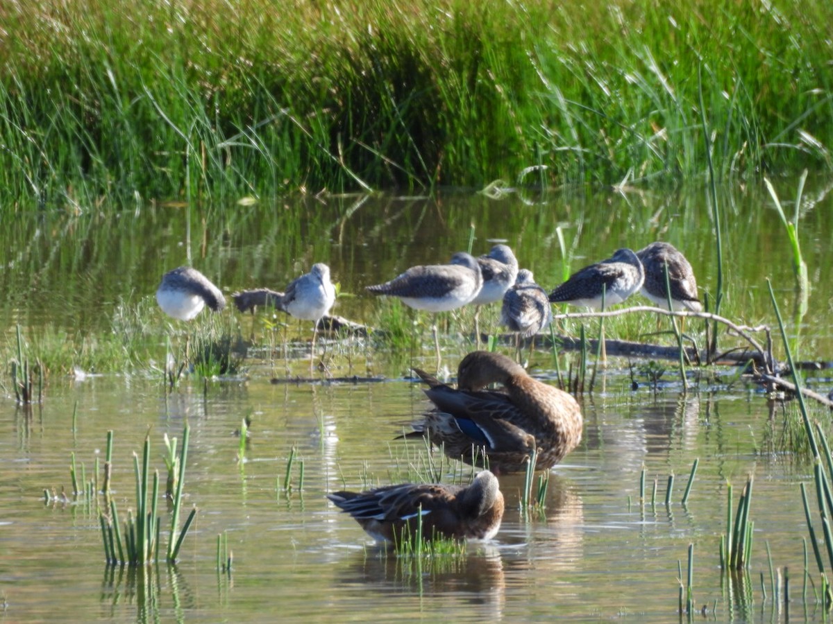Greater Yellowlegs - ML641408337