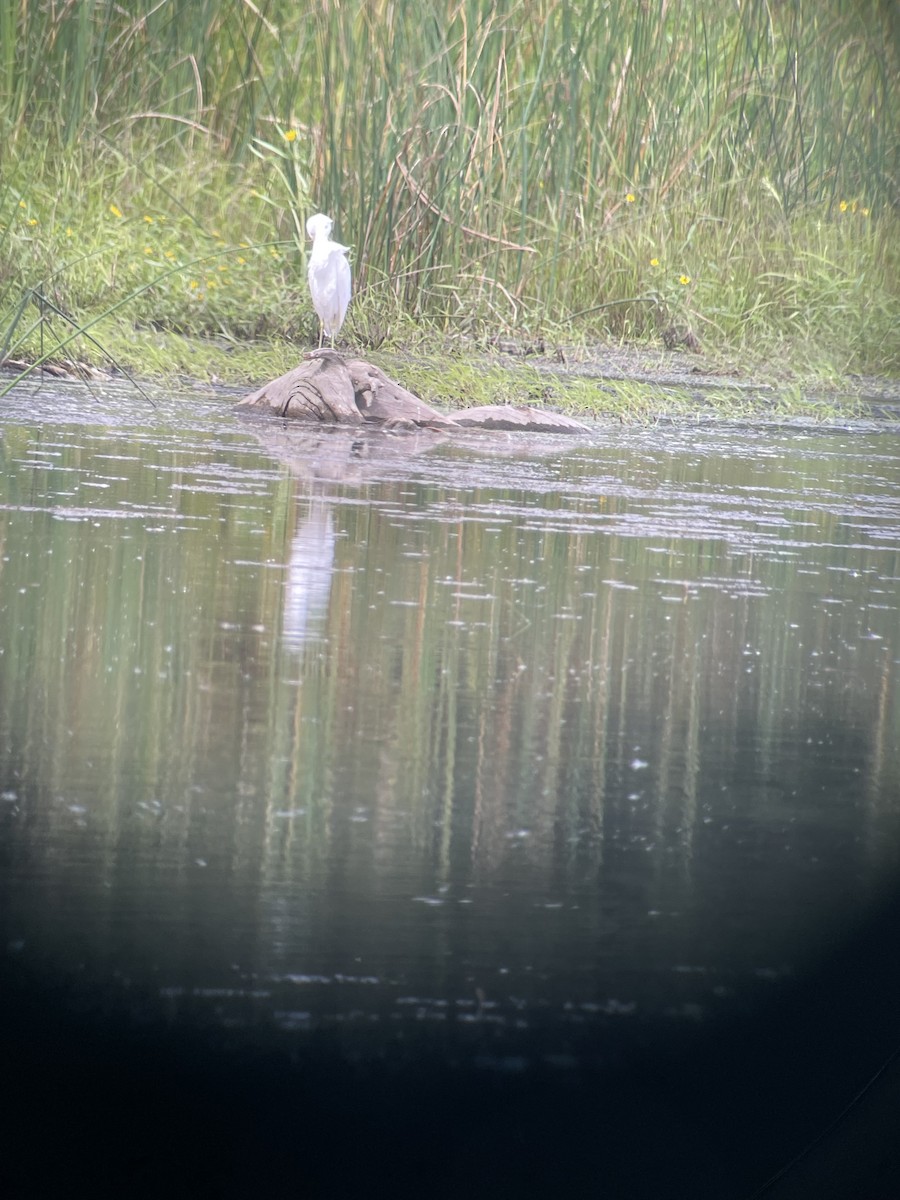 Little Blue Heron - ML641408374