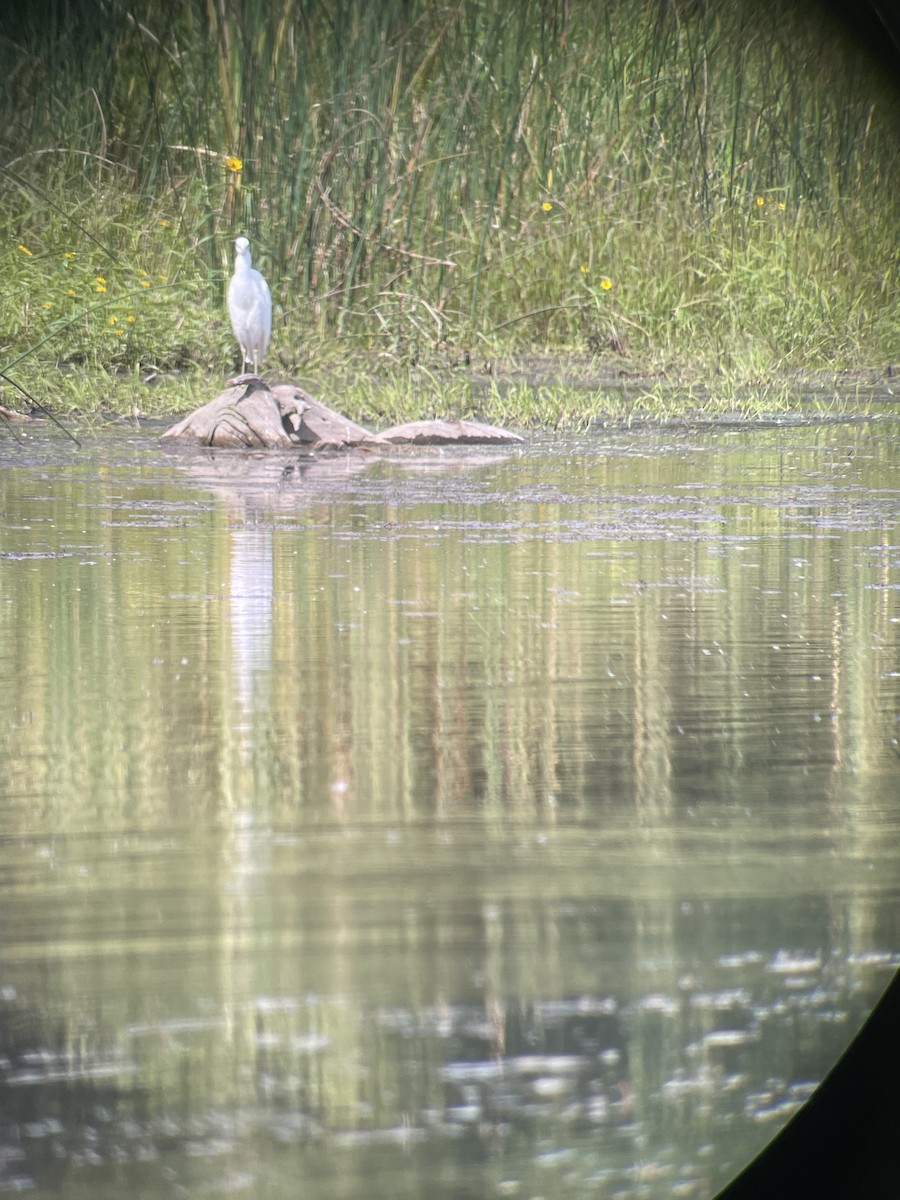 Little Blue Heron - ML641408375