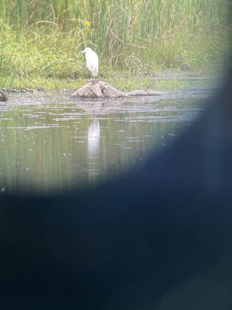 Little Blue Heron - ML641408376