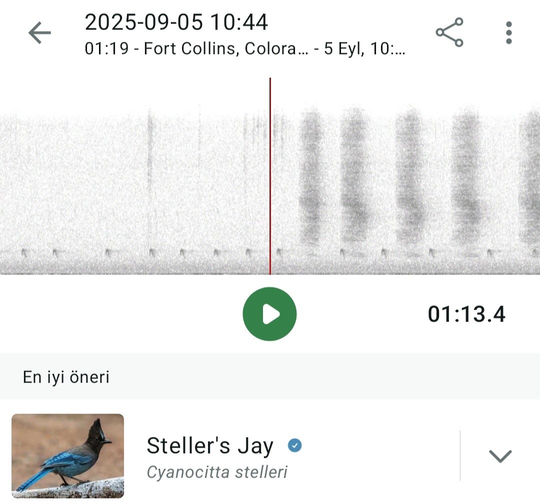 Chara de Steller - ML641408382