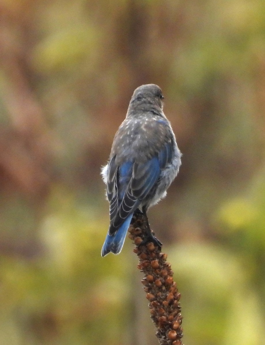 Mountain Bluebird - ML641408383