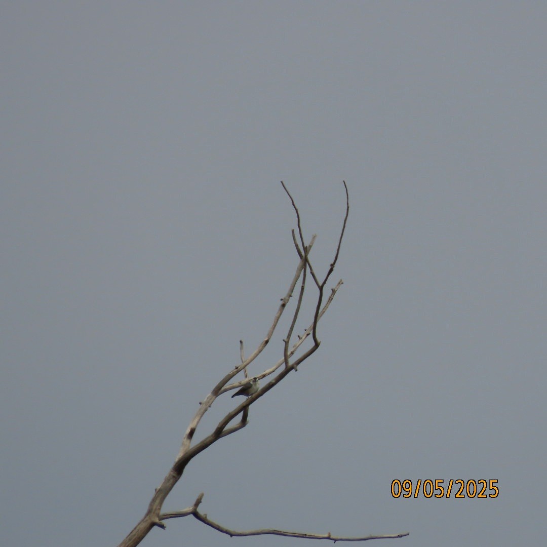 Trepador Pechiblanco - ML641408391