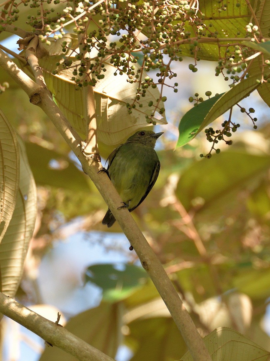 Velvety Manakin - ML641408400