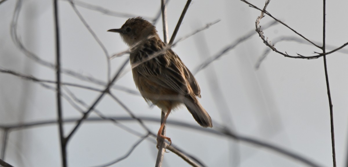 Zitting Cisticola - ML641408422