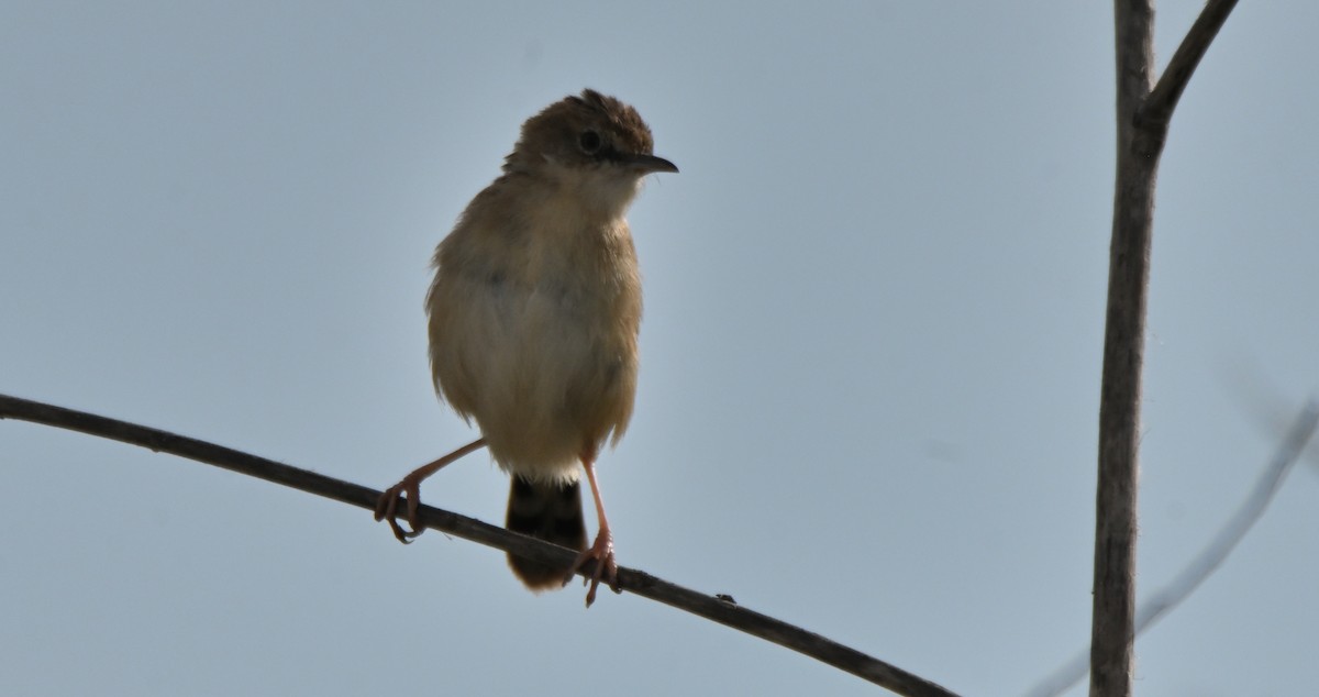 Zitting Cisticola - ML641408423