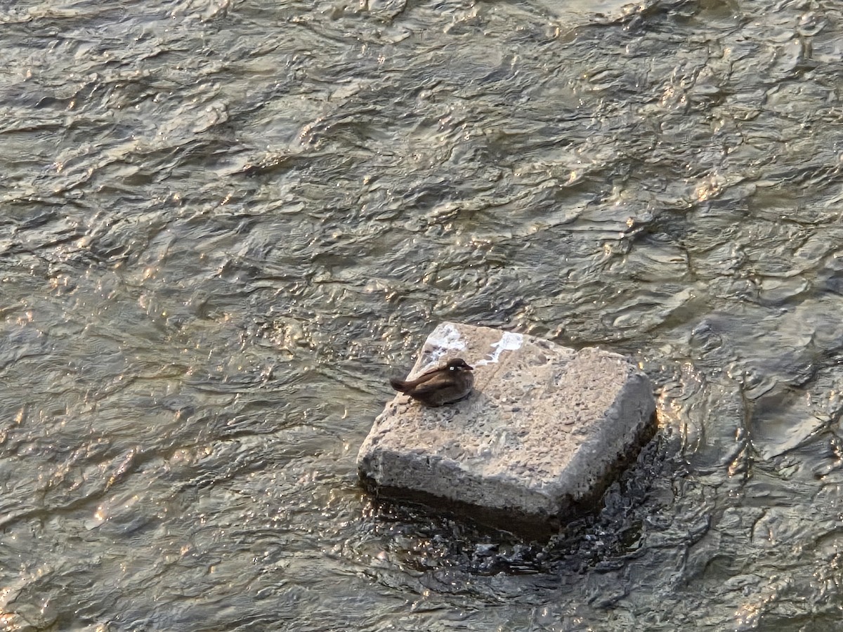 kačka strakatá - ML641408441