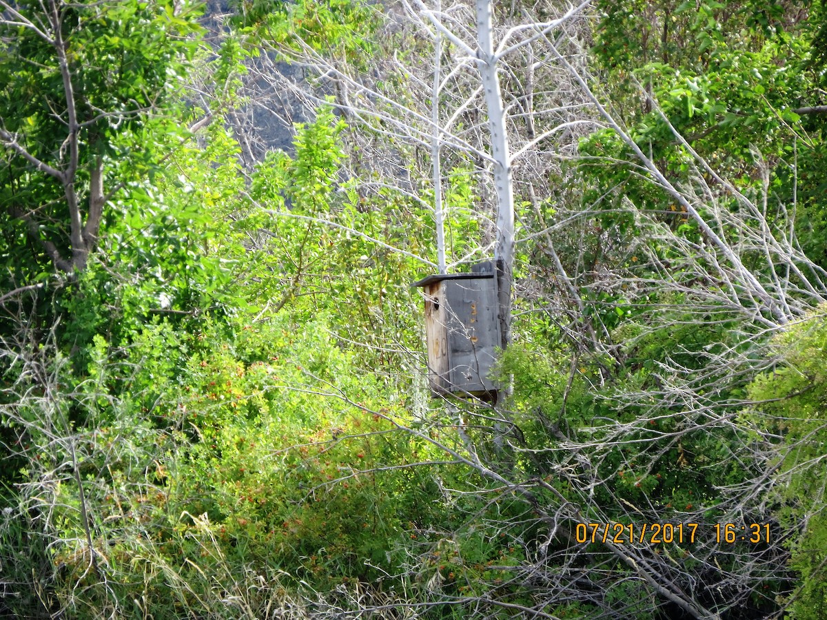 Wood Duck - ML64140851