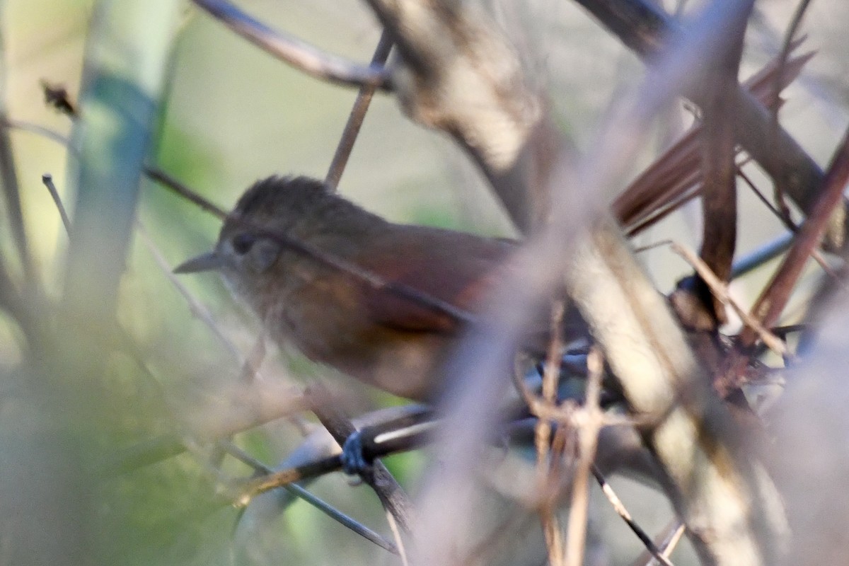White-lored Spinetail - ML641408512
