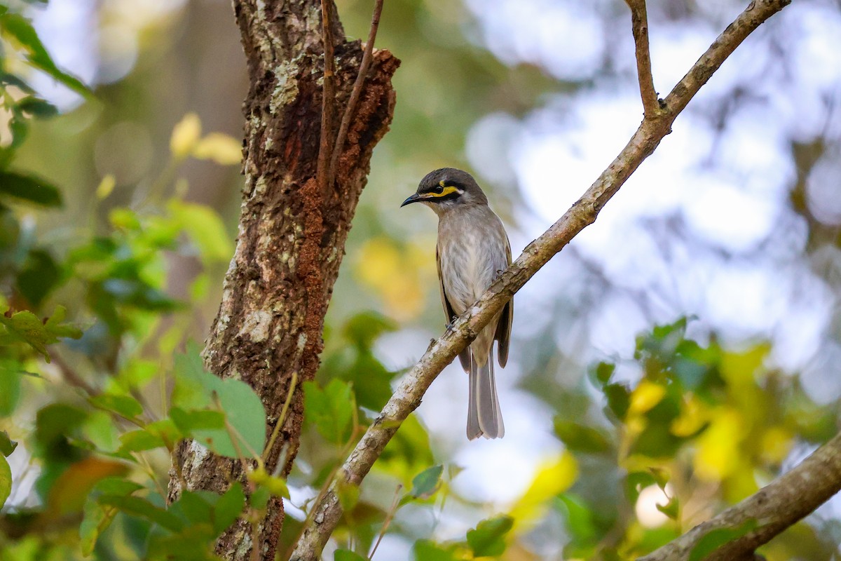 Yellow-faced Honeyeater - ML641408530