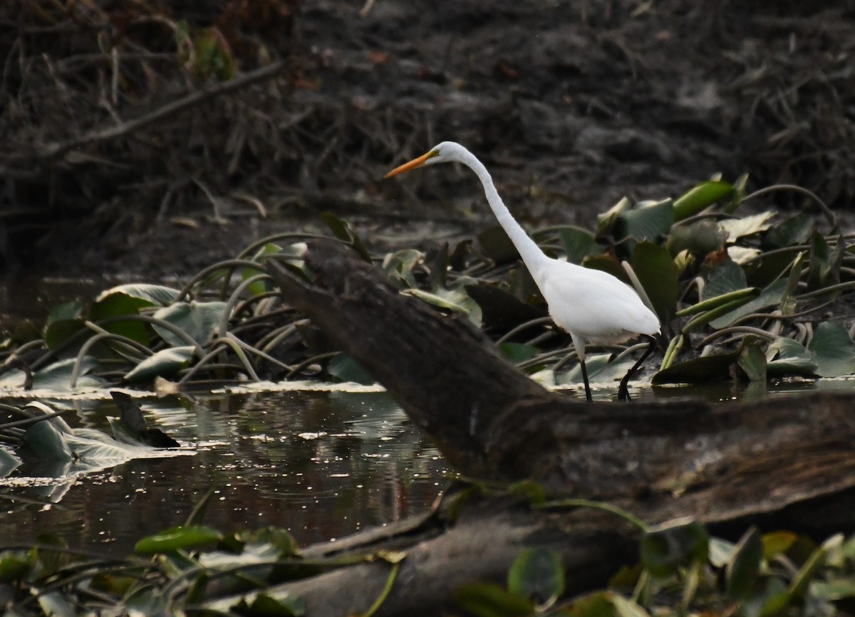 Grande Aigrette - ML641408537